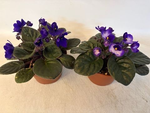 Saintpaulia MIX