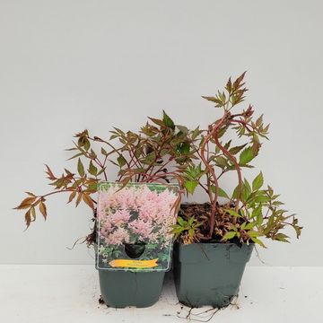 Astilbe 'Peach Blossom'