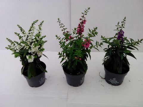 Angelonia ANGELFACE MIX