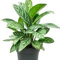 Aglaonema 'Stripes'