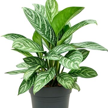 Aglaonema 'Stripes'