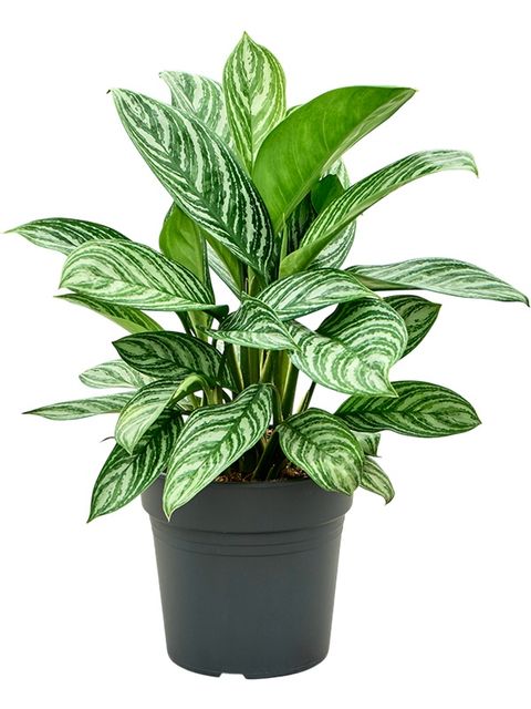 Aglaonema 'Stripes'