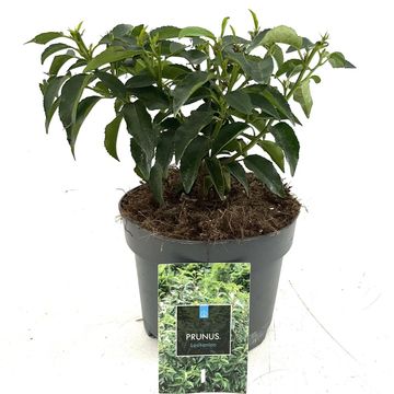 Prunus lusitanica 'Angustifolia'