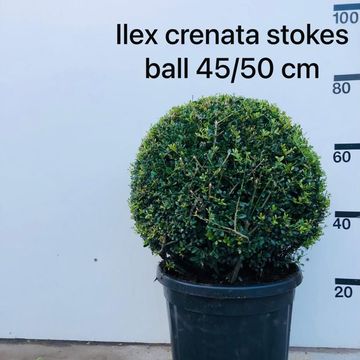 Ilex crenata 'Stokes'