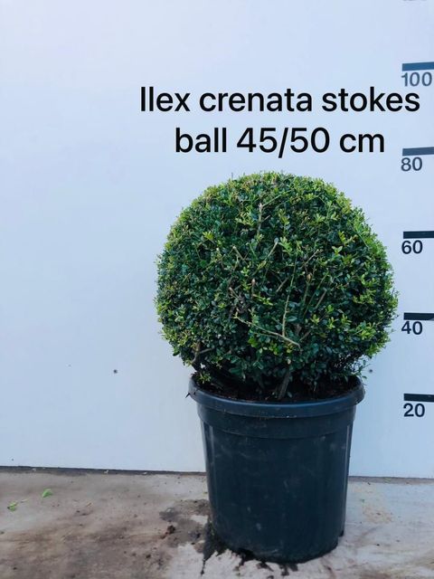 Ilex crenata 'Stokes'