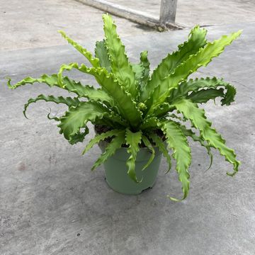 Asplenium antiquum 'Osaka'