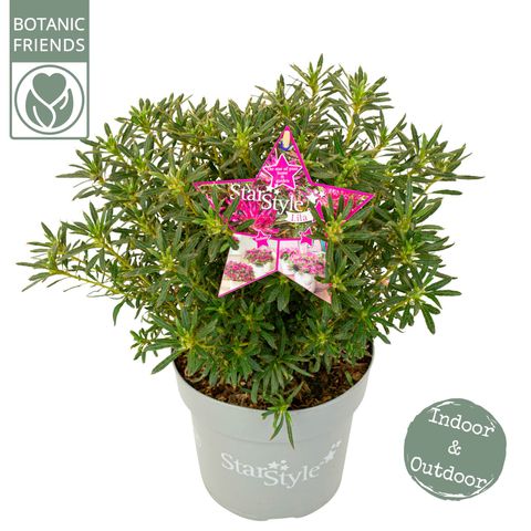 Rhododendron STARSTYLE LILAC
