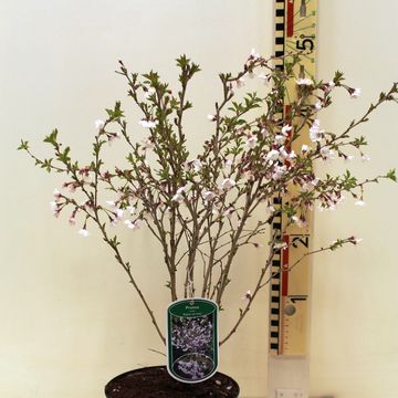 Prunus incisa 'Kojou-no-mai'