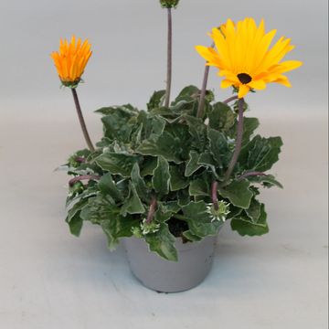 Arctotis OPERA YELLOW