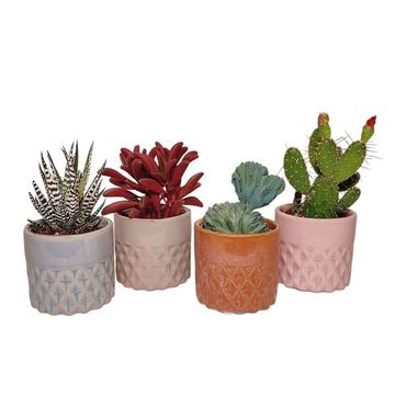 Cactus / Succulents MIX