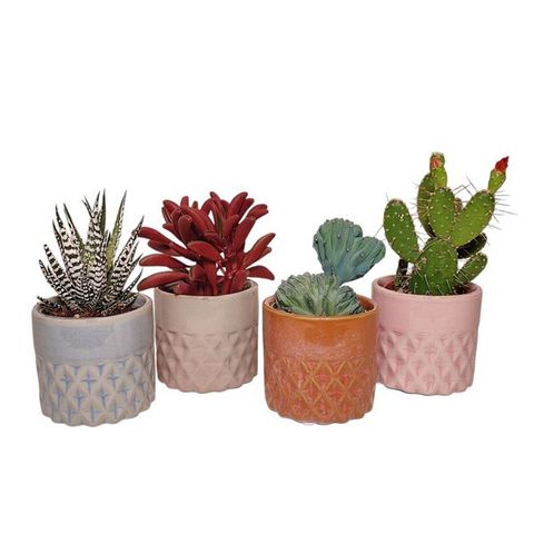 Cactus / Succulents MIX