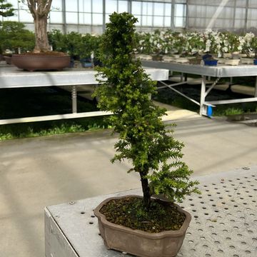 Cryptomeria japonica