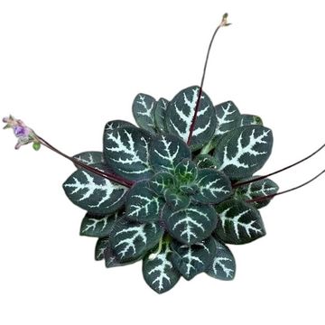 Primulina sinovietnamica