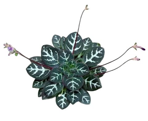 Primulina sinovietnamica