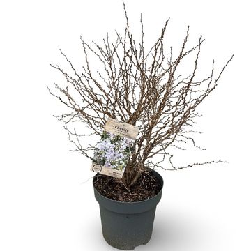 Prunus incisa 'Kojou-no-mai'