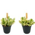 Cotyledon ladismithiensis 'Variegata'