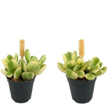 Cotyledon ladismithiensis 'Variegata'