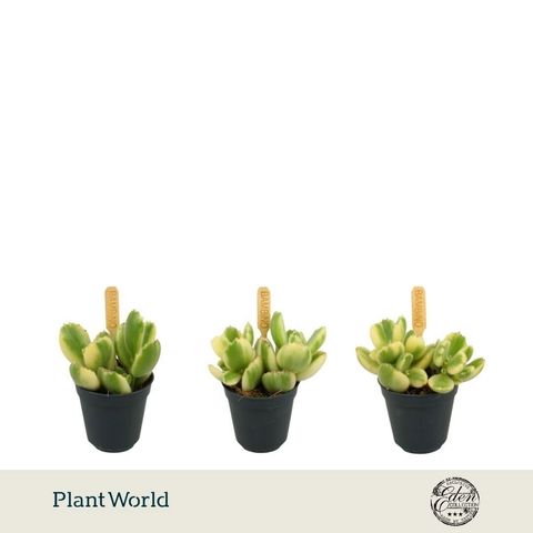 Cotyledon ladismithiensis 'Variegata'