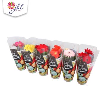 Gerbera MIX