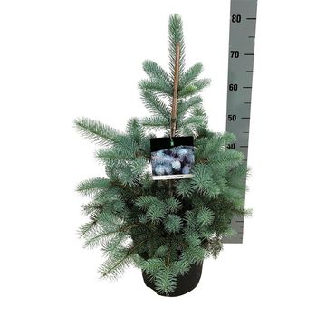 Picea pungens 'Edith'