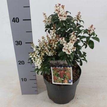 Pieris japonica 'Бонфаер'