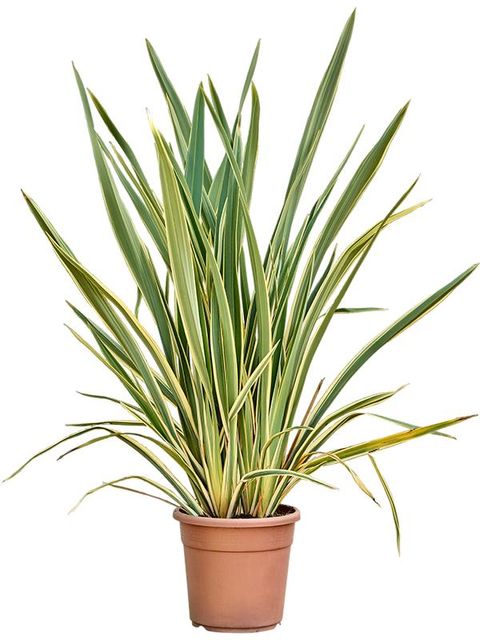 Phormium tenax 'Вариегатум'