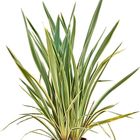 Phormium tenax 'Вариегатум'