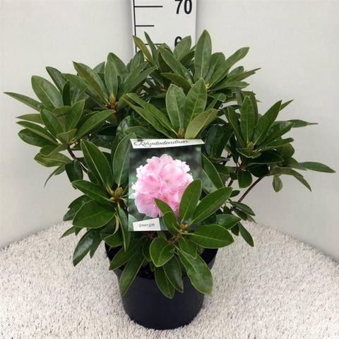 Rhododendron 'Albert Schweitzer' (C)