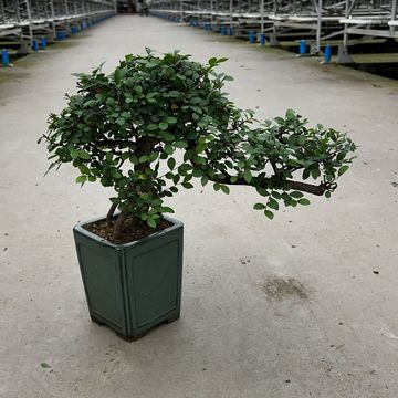 Zelkova parvifolia