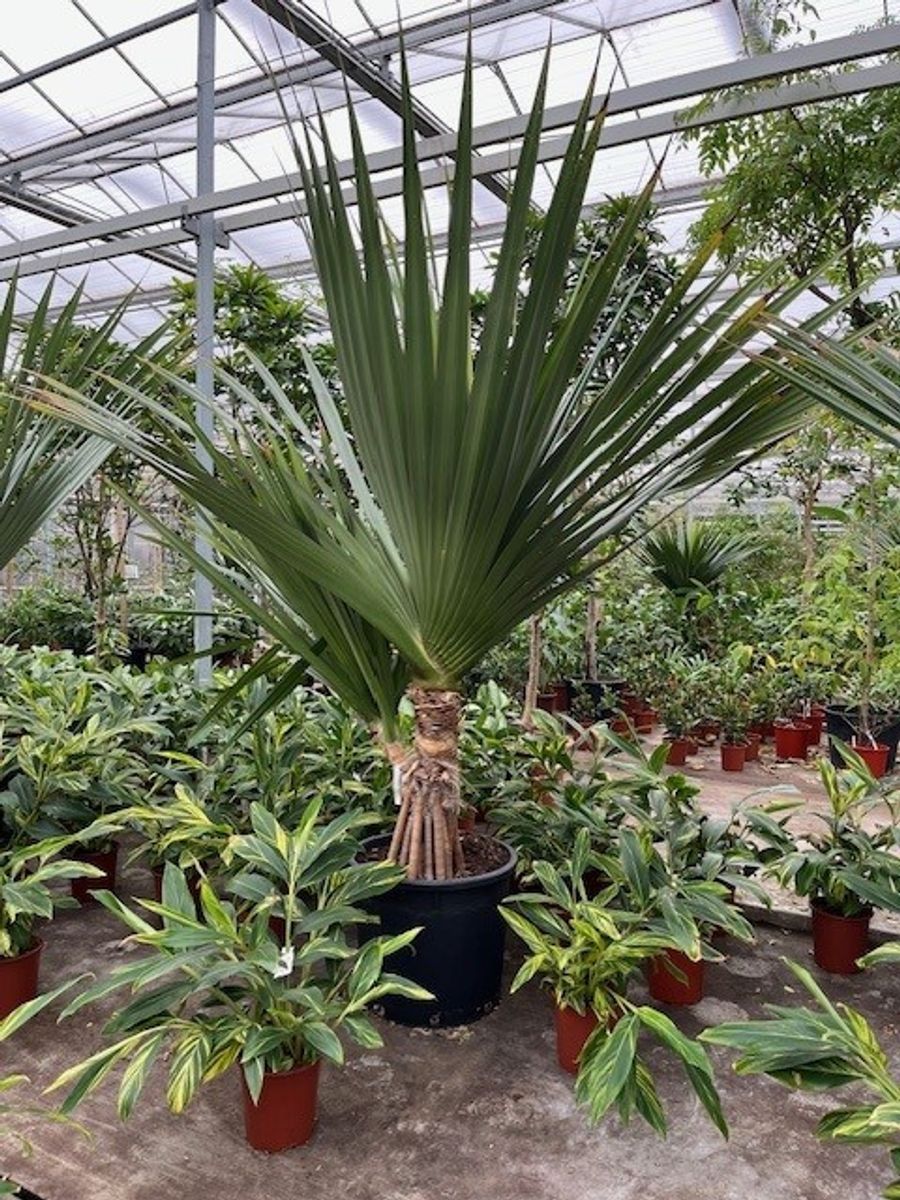 Pandanus utilis — Plant Wholesale FlorAccess