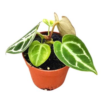 Антуриум crystallinum 'Dorayaki'