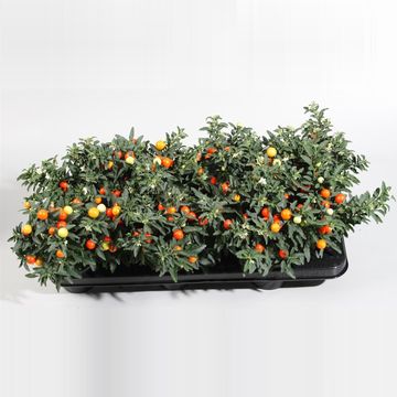 Solanum pseudocapsicum