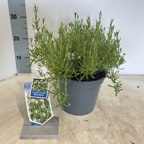 Lavandula stoechas 'Lovendula Speedy White Blush'