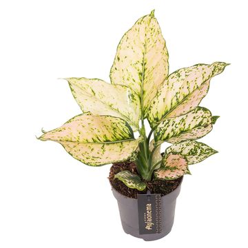 Aglaonema 'Pink Buttercup'
