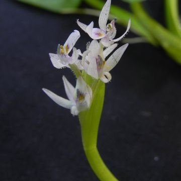 Heteranthera reniformis