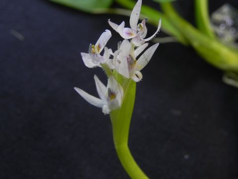 Heteranthera reniformis