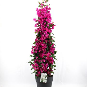 Bougainvillea glabra 'Sanderiana'