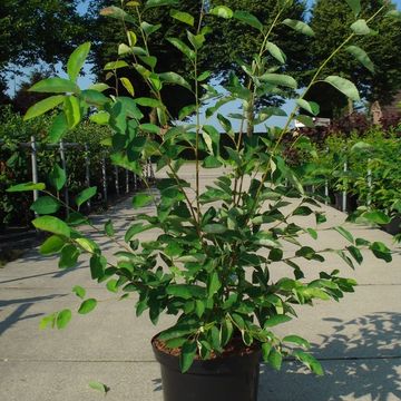 Amelanchier lamarckii