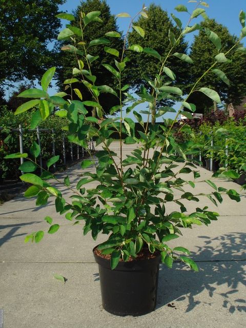 Amelanchier lamarckii