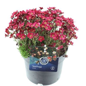 Saxifraga TOURAN DEEP RED