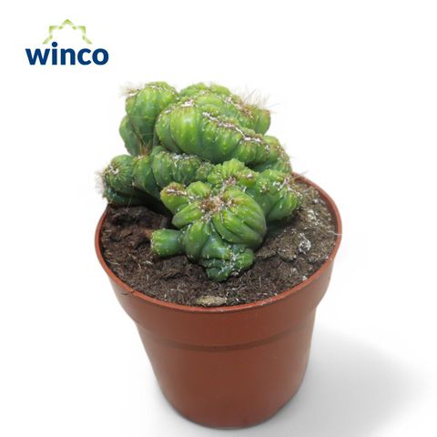 Cereus peruvianus monstrosus cristata