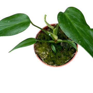 Monstera 'Burle Marx Flame'