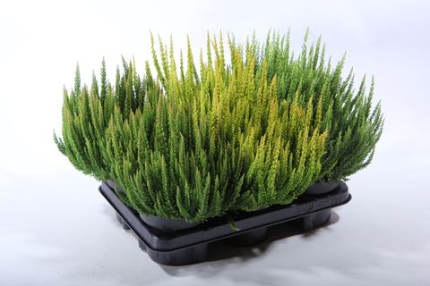 Calluna vulgaris SKYLINE MIX