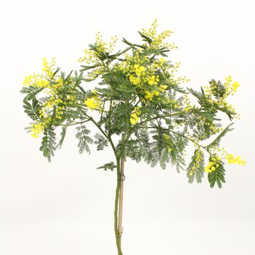 Acacia dealbata