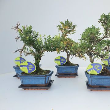 Bonsai MIX