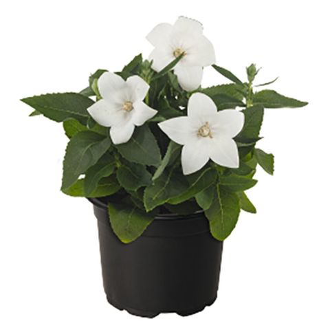 Platycodon grandiflorus POP STAR WHITE