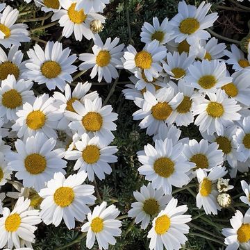Anthemis cretica leucanthemoides