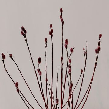 Salix gracilistyla 'Mt. Aso'