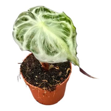 Alocasia 'Venom'
