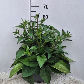 Rudbeckia fulgida 'Goldsturm'